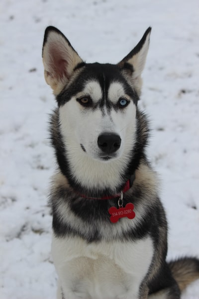 白天雪地上黑白相间的西伯利亚哈士奇犬